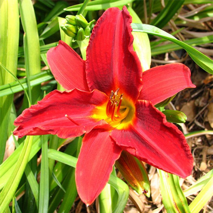 Hemerocallis Oriental Ruby - Taglilie (Flowering)