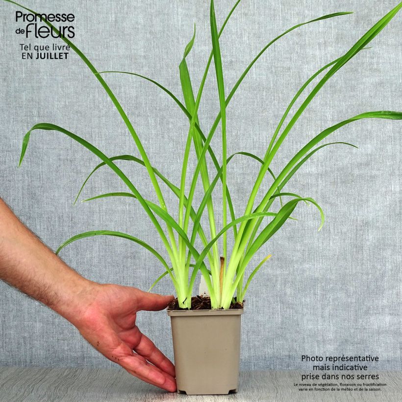 Exemplar von Hemerocallis Pardon Me - Taglilie Kleine Töpfe von 8/9 cm wie im Sommer geliefert