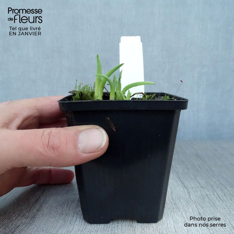 Exemplar von Hemerocallis Pink Damask - Taglilie Kleine Töpfe von 8/9 cm wie im Winter geliefert