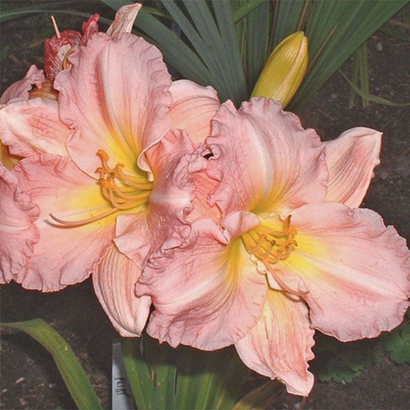 Hemerocallis Pink Flirt - Taglilie (Flowering)