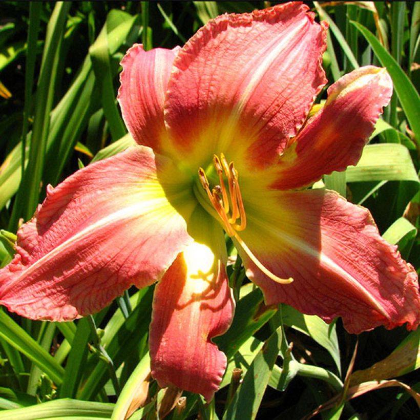 Hemerocallis Pink Super Spider - Taglilie (Flowering)