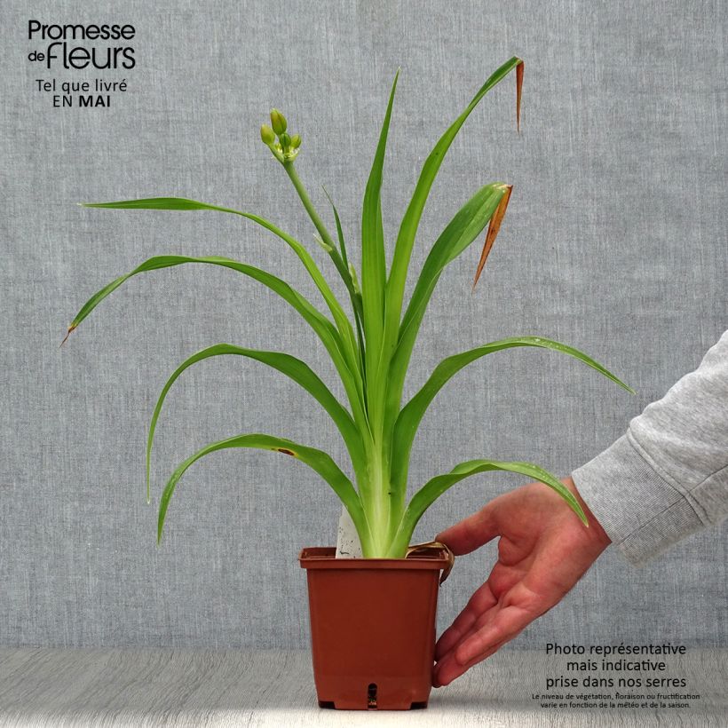 Exemplar von Hemerocallis Poogie - Taglilie Topf mit 1L/1,5L wie im Frühjahr geliefert