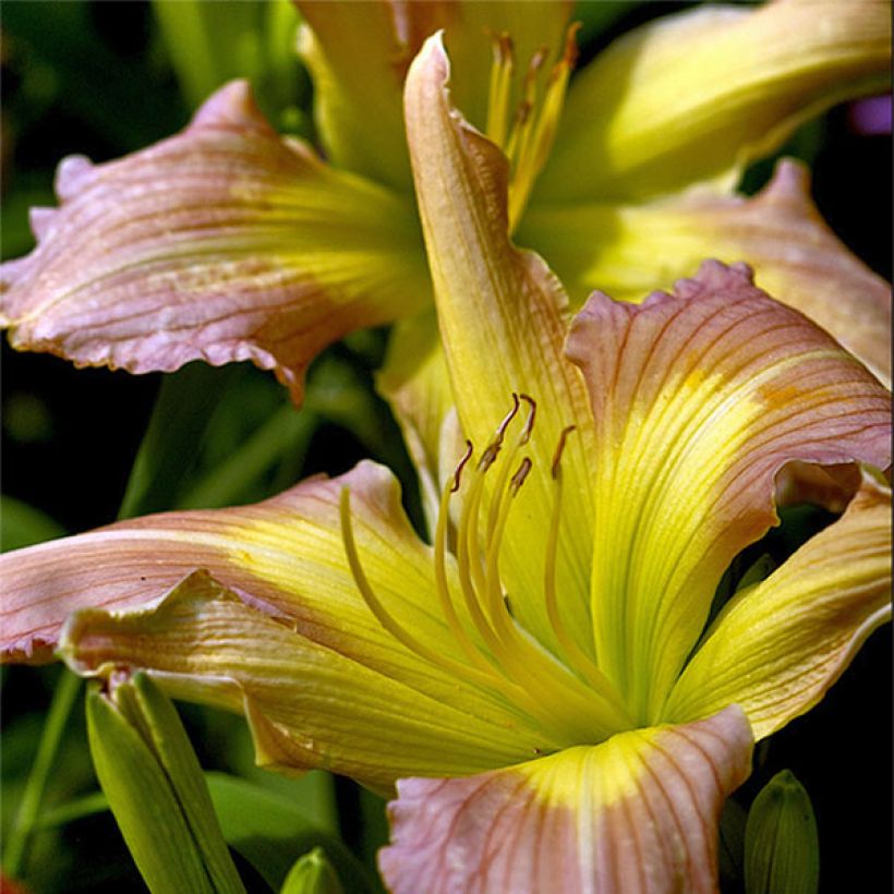 Hemerocallis Prague Spring - Taglilie (Flowering)