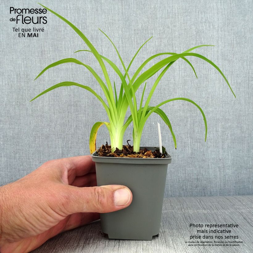 Exemplar von Hemerocallis Prairie Blue Eyes - Taglilie Topf mit 1L/1,5L wie im Frühjahr geliefert