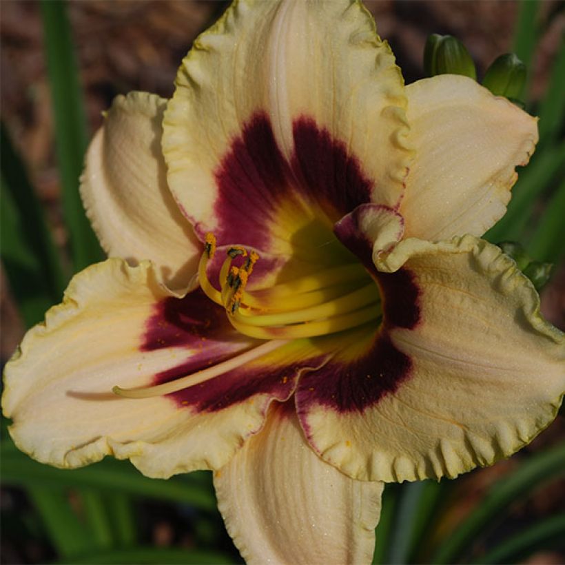 Hemerocallis Rapsberry Candy - Taglilie (Flowering)