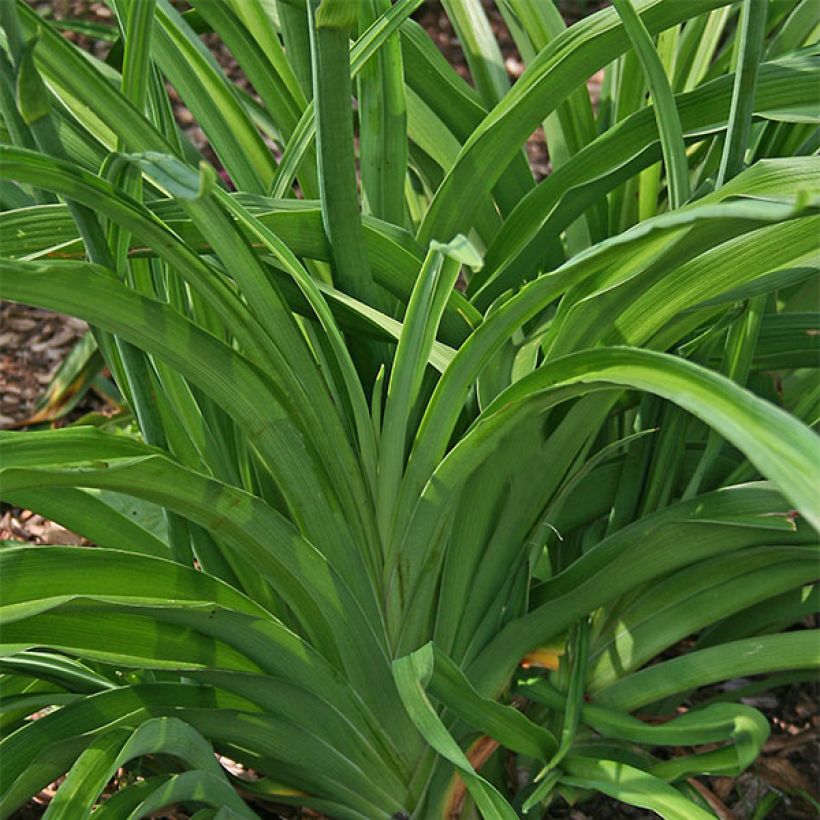 Hemerocallis Red Rum - Taglilie (Foliage)