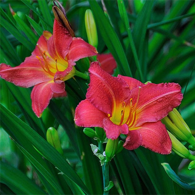 Hemerocallis Red Rum - Taglilie (Flowering)