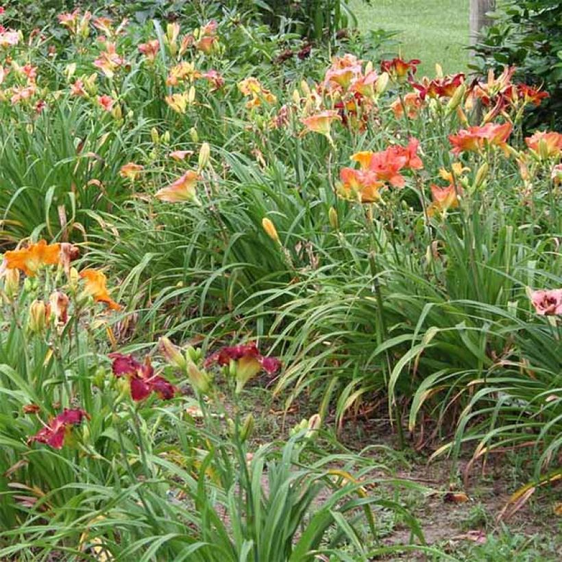 Hemerocallis Red Rum - Taglilie (Plant habit)