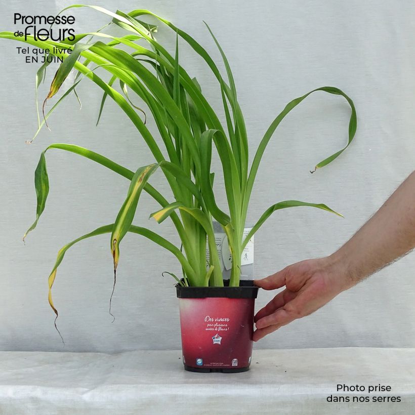 Exemplar von Hemerocallis Red Rum - Taglilie Topf mit 2L/3L wie im Sommer geliefert