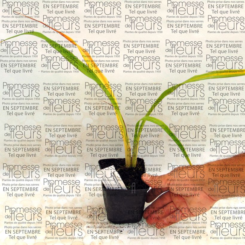 Example of Hemerocallis Ruby Spider - Taglilie Kleine Töpfe von 8/9 cm as you get