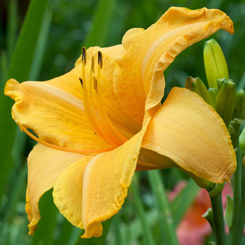 Hemerocallis Ruffled Apricot - Taglilie (Flowering)