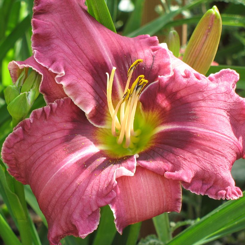 Hemerocallis Russian Ragtime - Taglilie (Flowering)
