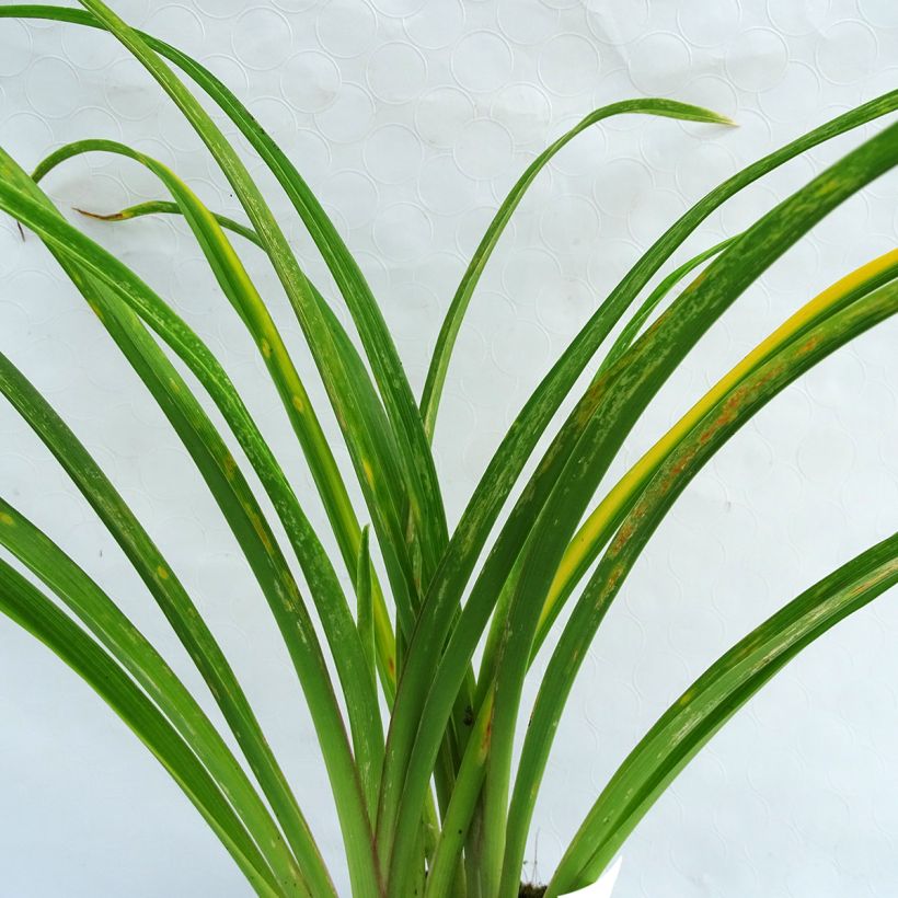 Hemerocallis Sabine Baur - Taglilie (Foliage)