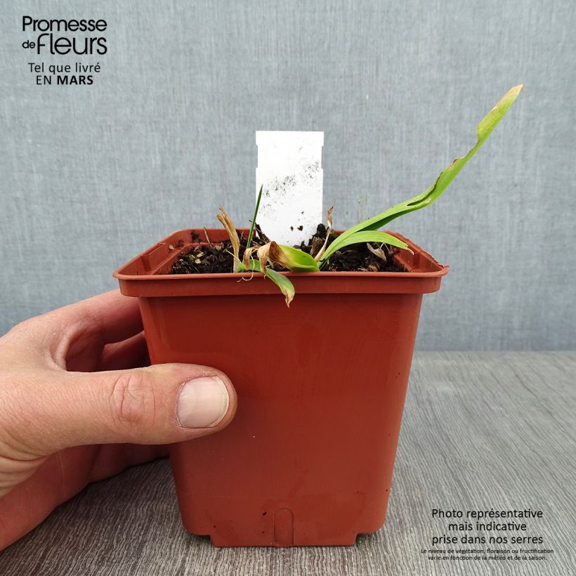 Example of Hemerocallis Sabine Baur - Taglilie Topf mit 1L/1,5L as you get in hiver