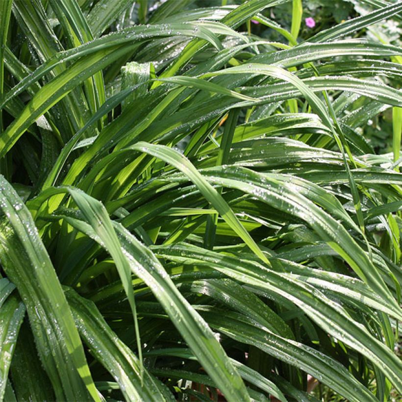 Hemerocallis Shooting Star - Taglilie (Foliage)