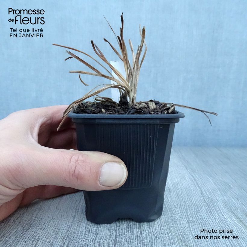 Exemplar von Hemerocallis Shooting Star - Taglilie Kleine Töpfe von 8/9 cm wie im Winter geliefert