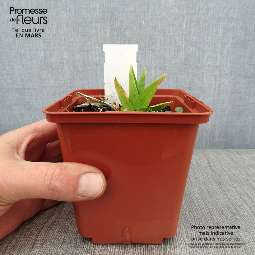 Exemplar von Hemerocallis Siloam Double Classic - Taglilie Topf mit 1L/1,5L wie im Winter geliefert