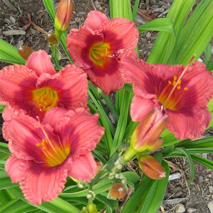 Hemerocallis Siloam Jim Cooper - Taglilie (Flowering)