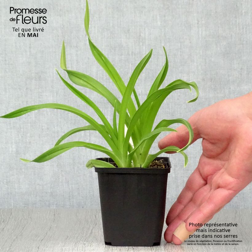 Exemplar von Hemerocallis Siloam Jim Cooper - Taglilie Kleine Töpfe von 8/9 cm wie im Frühjahr geliefert