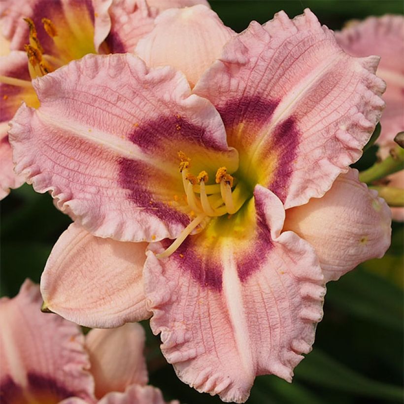 Hemerocallis Siloam Merle Kent - Taglilie (Flowering)