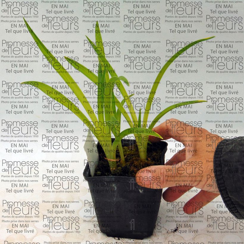 Example of Hemerocallis Siloam Ribbon Candy - Taglilie Kleine Töpfe von 8/9 cm as you get