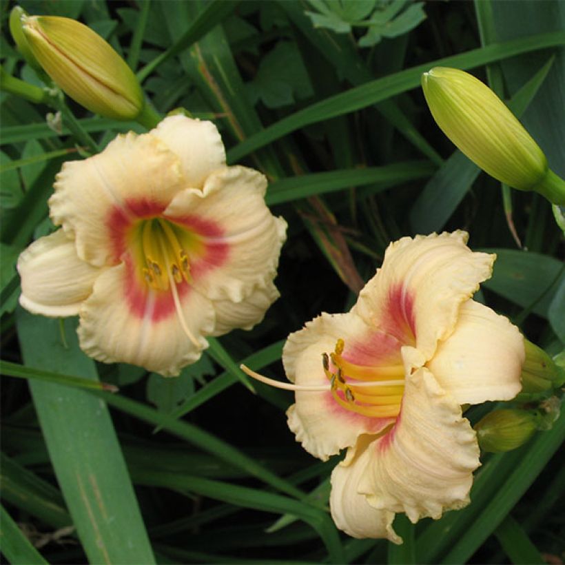 Hemerocallis Siloam Virginia Henson - Taglilie (Flowering)