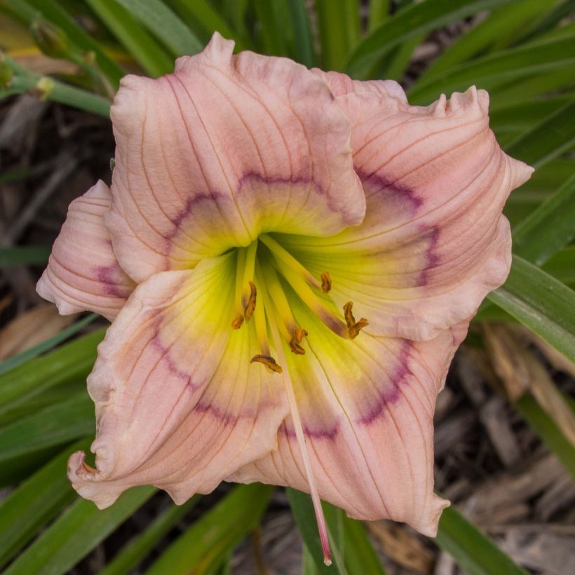 Hemerocallis Siloam David Kirchhoff - Taglilie (Flowering)