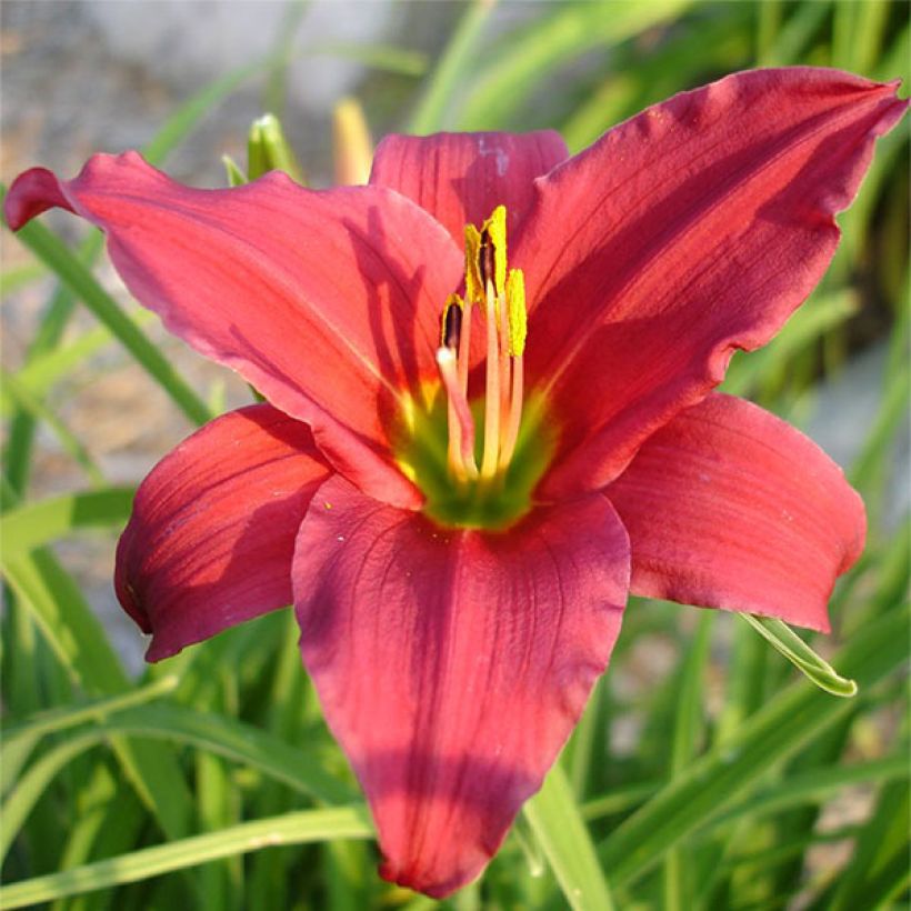Hemerocllis Skiatook Cardinal - Taglilie (Flowering)