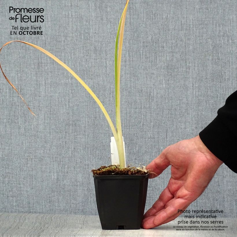 Example of Hemerocallis Snowy Apparition - Taglilie Kleine Töpfe von 8/9 cm as you get in automne
