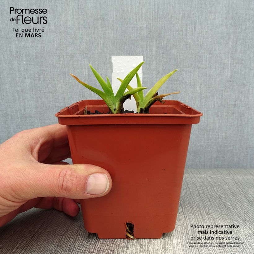 Exemplar von Hemerocallis Snowy Eyes - Taglilie Topf mit 1L/1,5L wie im Winter geliefert