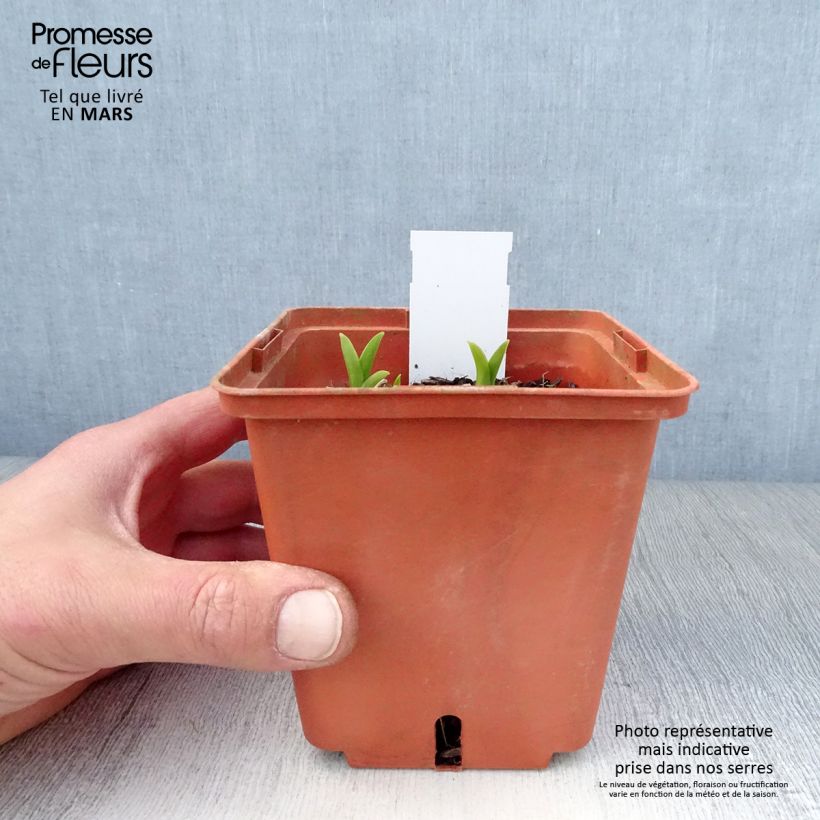 Exemplar von Hemerocallis Snowy Eyes - Taglilie Topf mit 1L/1,5L wie im Frühjahr geliefert