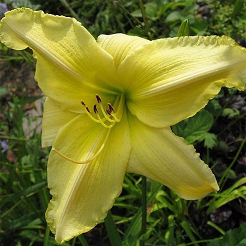Hemerocallis Soft Cashmere - Taglilie (Flowering)