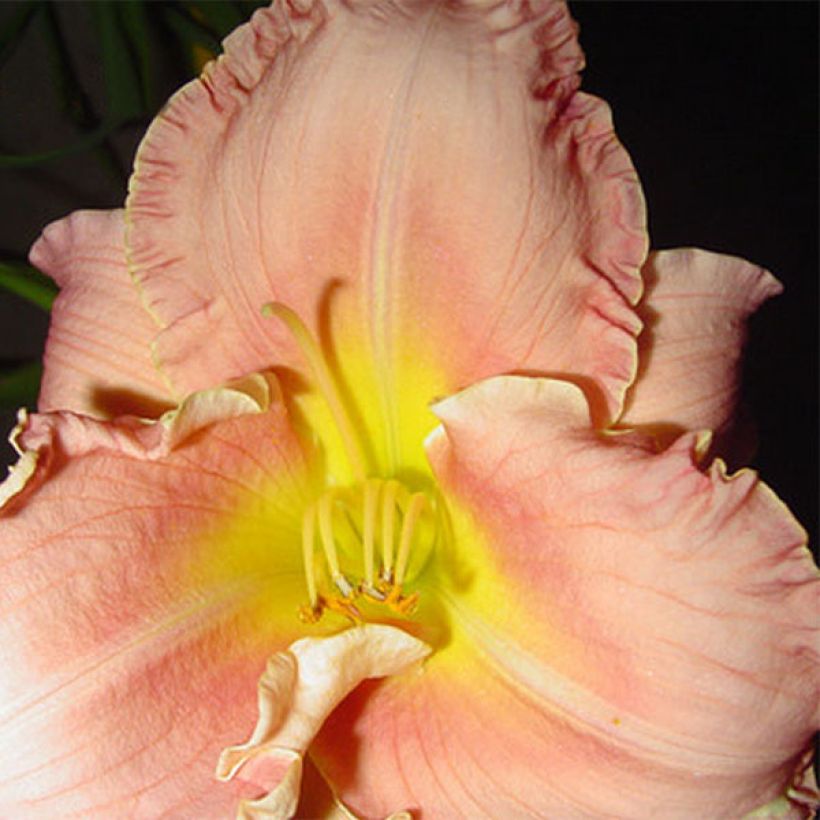 Hemerocallis Someone Special - Taglilie (Flowering)