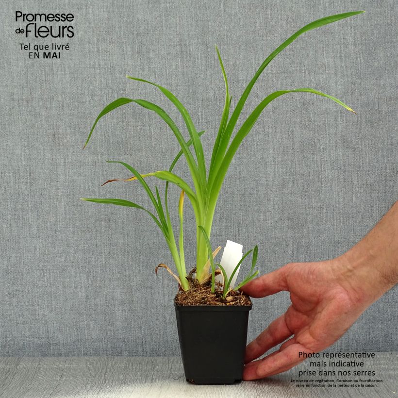 Example of Hemerocallis Spacecoast Starburst - Taglilie Kleine Töpfe von 8/9 cm as you get in printemps