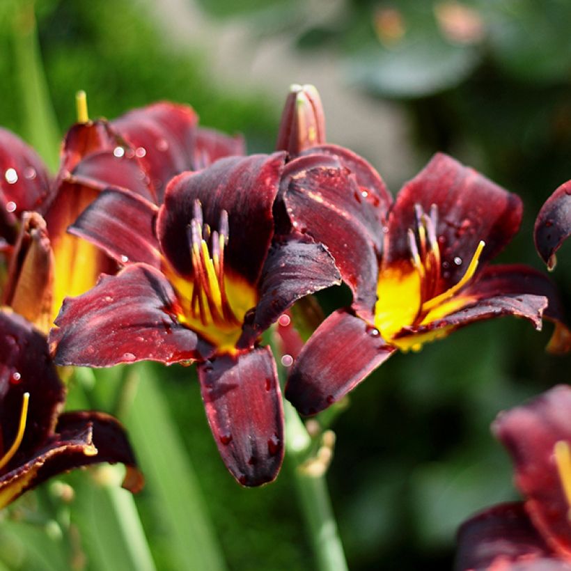 Hemerocallis Starling - Taglilie (Flowering)