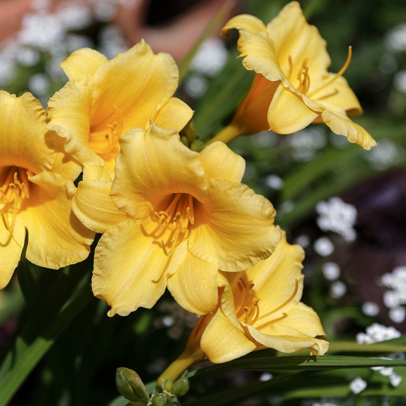 Hemerocallis Stella de Oro - Taglilie (Flowering)