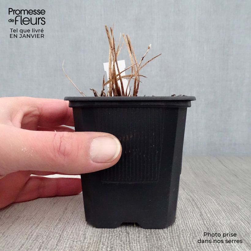 Exemplar von Hemerocallis Stella de Oro - Taglilie Kleine Töpfe von 8/9 cm wie im Winter geliefert