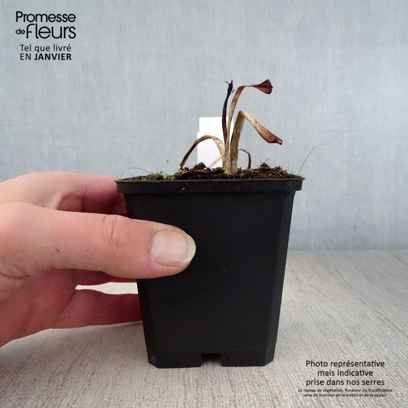 Exemplar von Hemerocallis Strawberry Candy - Taglilie Kleine Töpfe von 8/9 cm wie im Winter geliefert