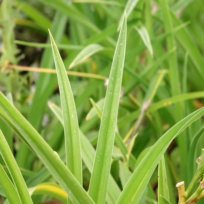 Hemerocallis Strawberry Candy - Taglilie (Foliage)