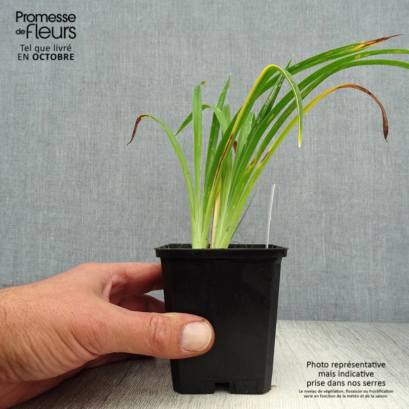 Example of Hemerocallis Strawberry Candy - Taglilie Kleine Töpfe von 8/9 cm as you get in automne