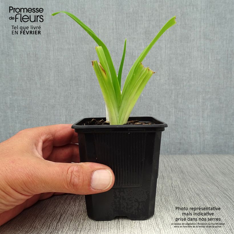 Example of Hemerocallis Strawberry Fields For Ever - Taglilie Kleine Töpfe von 8/9 cm as you get in automne