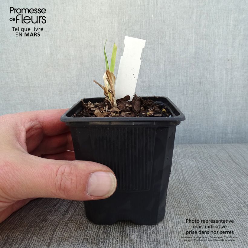 Exemplar von Hemerocallis Strawberry Fields For Ever - Taglilie Kleine Töpfe von 8/9 cm wie im Winter geliefert