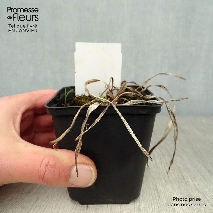 Exemplar von Hemerocallis Strutter s Ball - Taglilie Kleine Töpfe von 8/9 cm wie im Winter geliefert