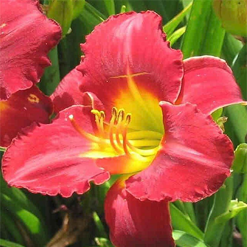 Hemerocallis Study in Scarlet - Taglilie (Flowering)