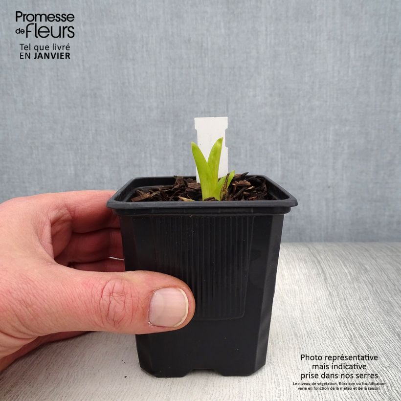 Exemplar von Hemerocallis Sugar Candy - Taglilie Kleine Töpfe von 8/9 cm wie im Winter geliefert