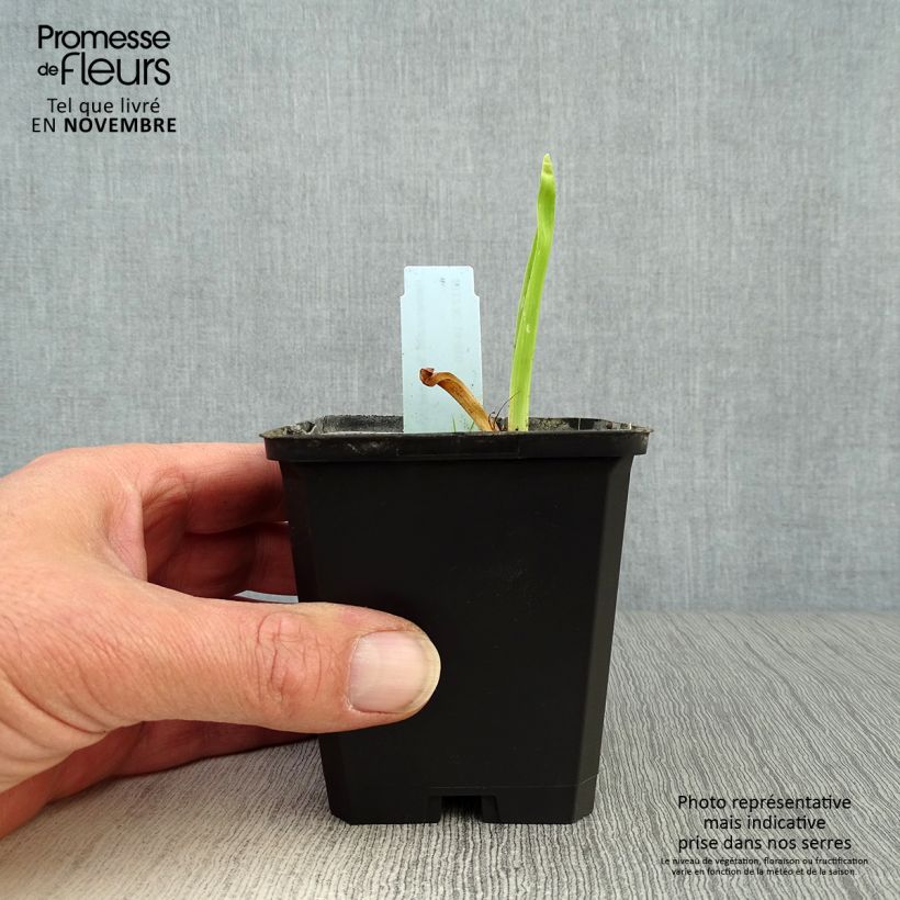 Example of Hemerocallis Summer Wine - Taglilie Kleine Töpfe von 8/9 cm as you get in automne