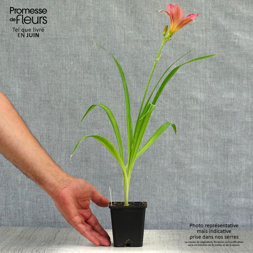 Exemplar von Hemerocallis Summer Wine - Taglilie Kleine Töpfe von 8/9 cm wie im Sommer geliefert