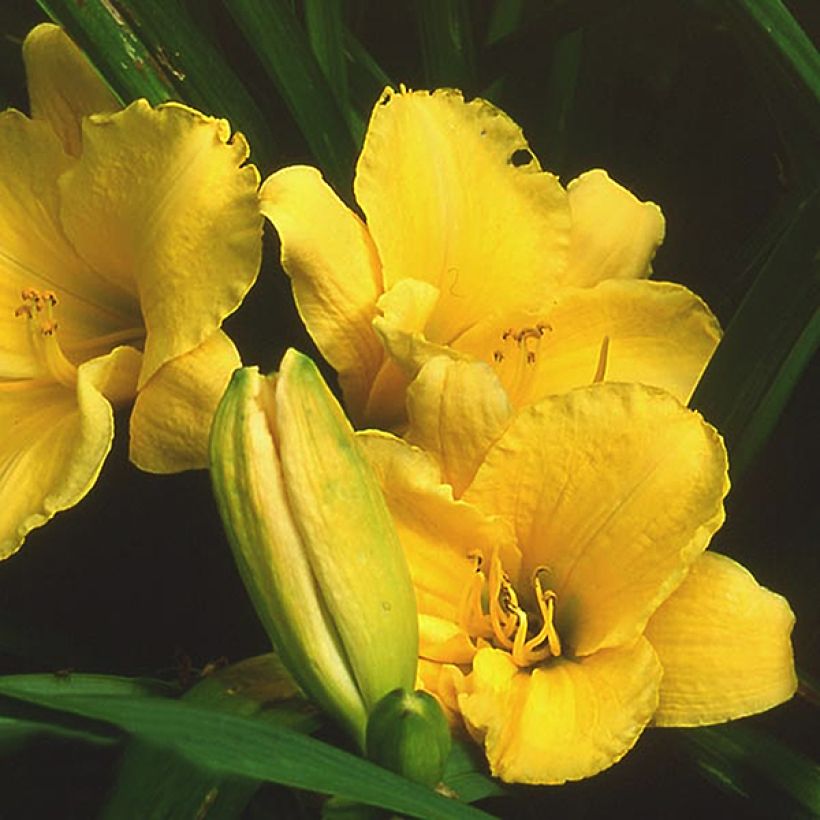 Hemerocallis Sun's Eyes - Taglilie (Flowering)