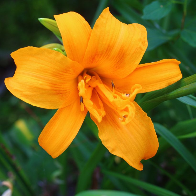 Hemerocallis Three Tears - Taglilie (Flowering)