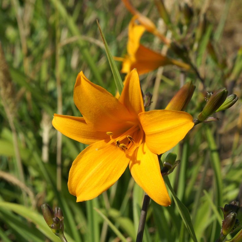 Hemerocallis Thumbelina - Taglilie (Flowering)